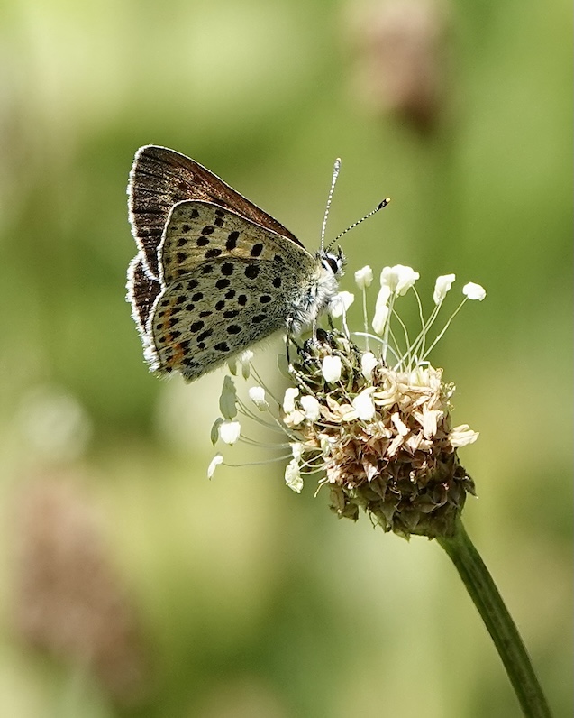 sooty copper